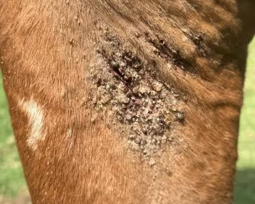 Ticks on Horses