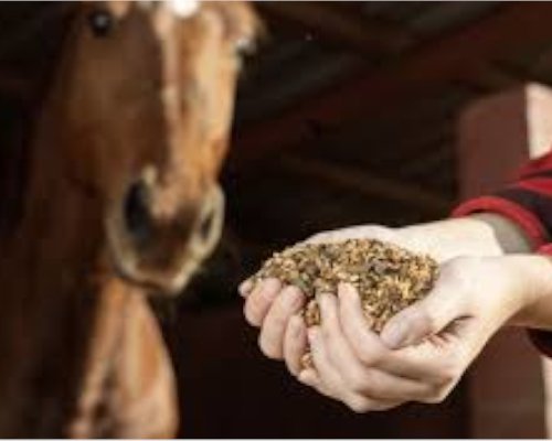 Why Won't My Horse Eat