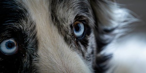 Close-up of a dog's face with bright clear eyes