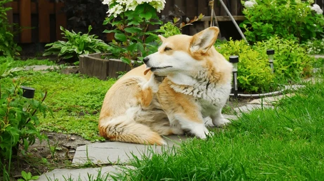 Dog scratching behind its ear outdoors