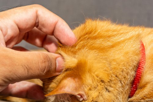 Owner parting dog's fur to check for fleas