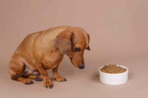 gi upset in dogs