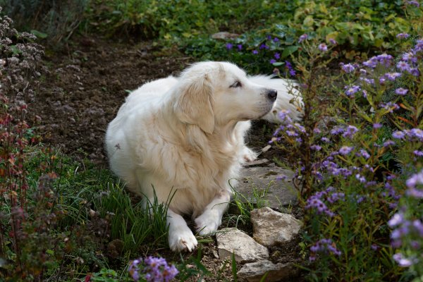 Dog sitting in a garden with flowers in background