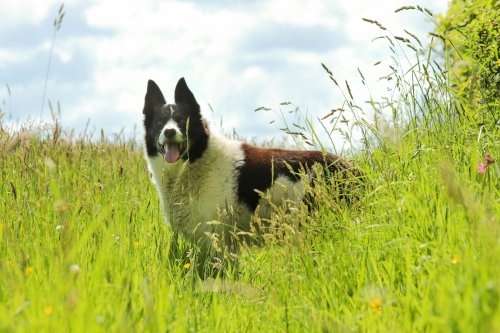 Dog walking through long grass in woodland