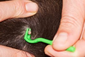 Tick removal tool being used on a dog