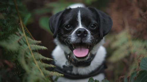 Happy dog sitting outdoors in woodland