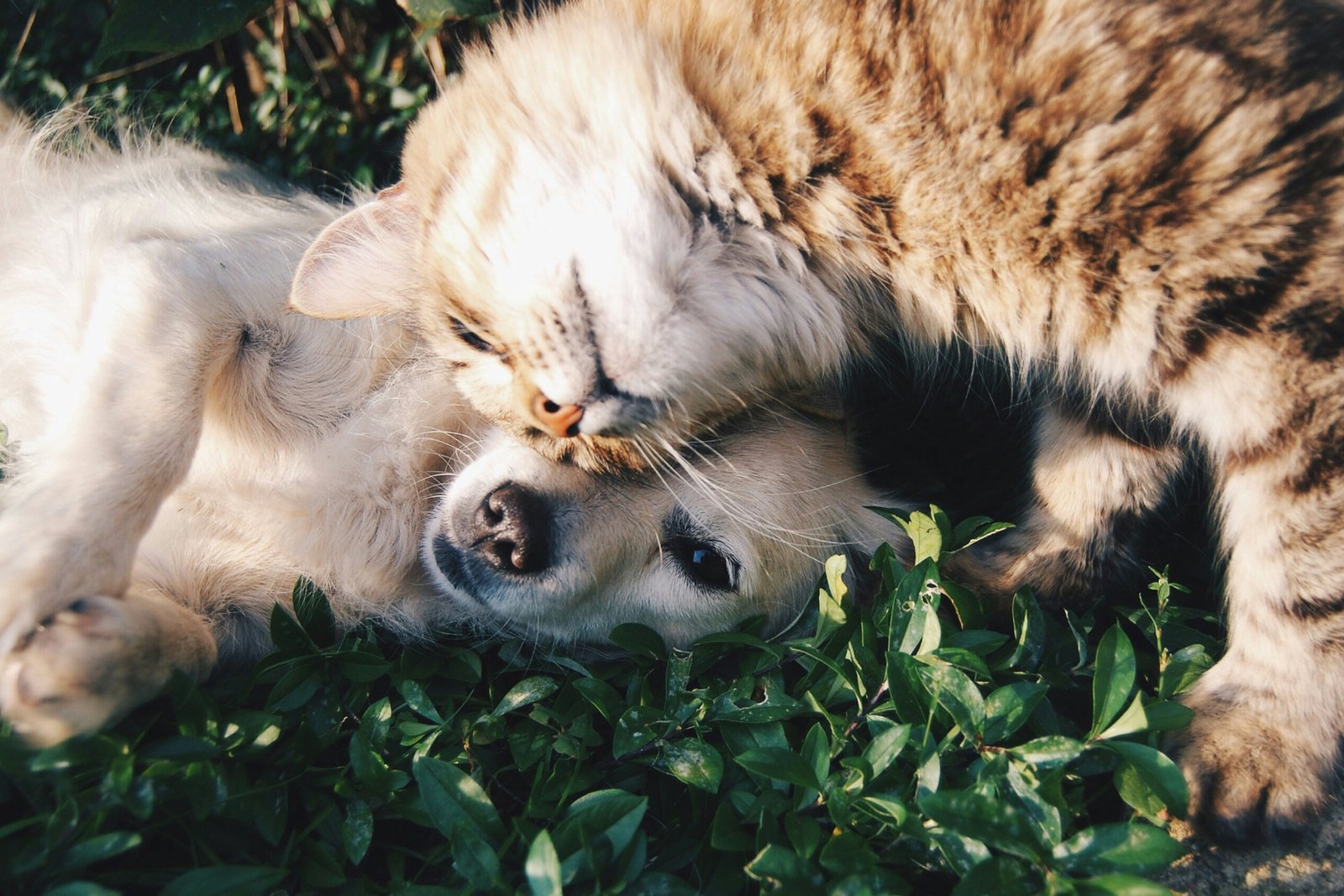 Dog and cat relaxing together outdoors