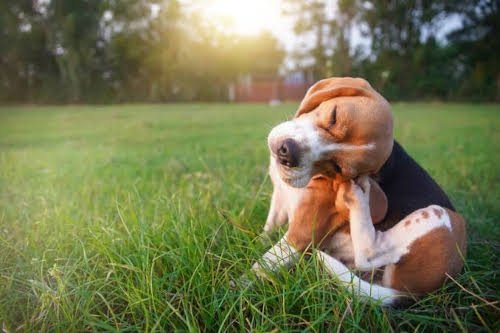 Dog scratching outdoors in a garden