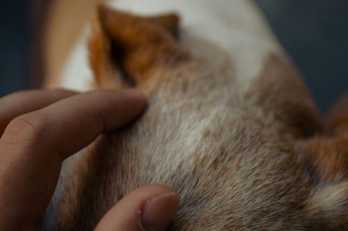 Close-up of dog fur being checked by owner