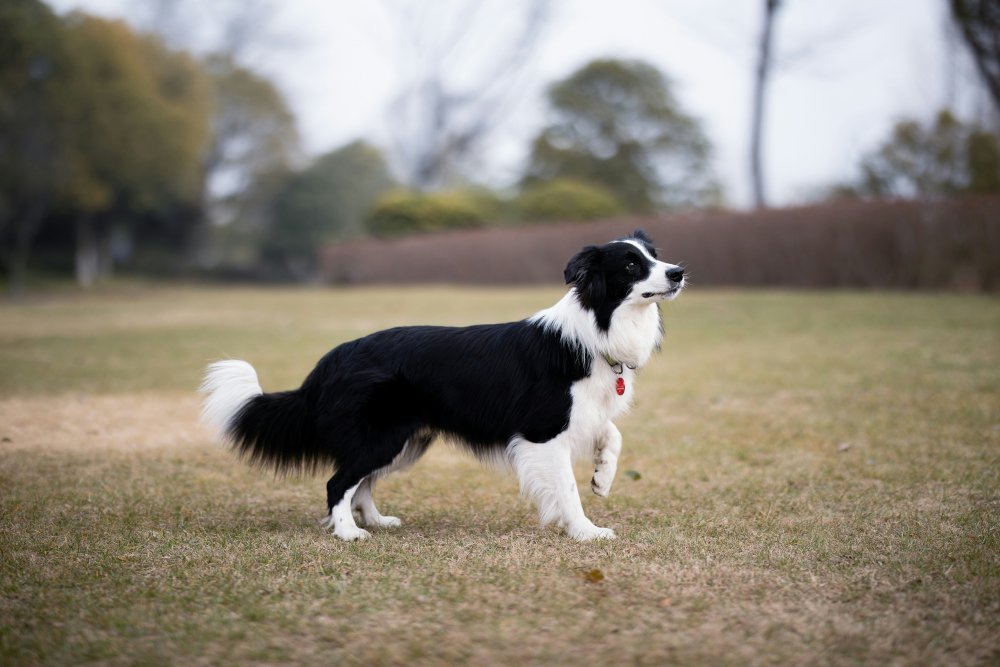 dog limping