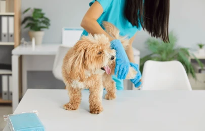 Vet examining dog's leg at a clinic
