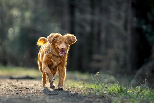 Dog running happily outdoors in a field