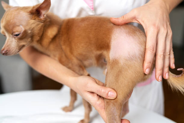 Dog loosing hair