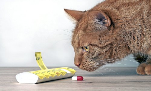 orange ginger cat sniffing pill human medication