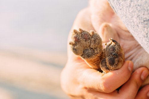 Owner checking dog's paw carefully