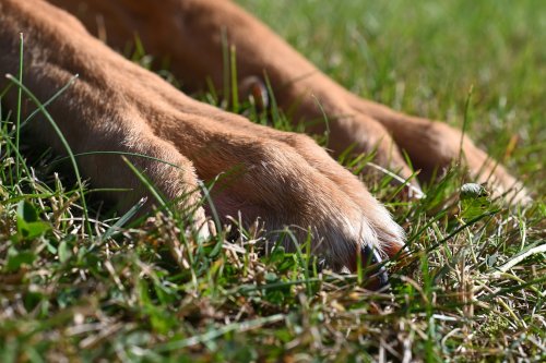 Close-up of dog paws on grass