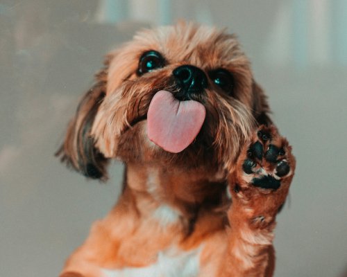 Happy dog sitting with healthy paws visible