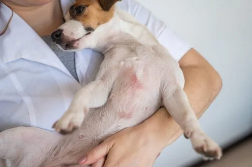 Vet gently examining dog's skin