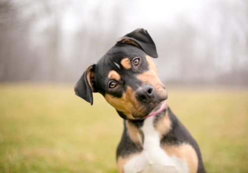 Dog sitting outdoors looking at camera