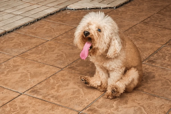Dog scooting bottom