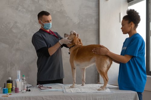 Dog at vet being examined