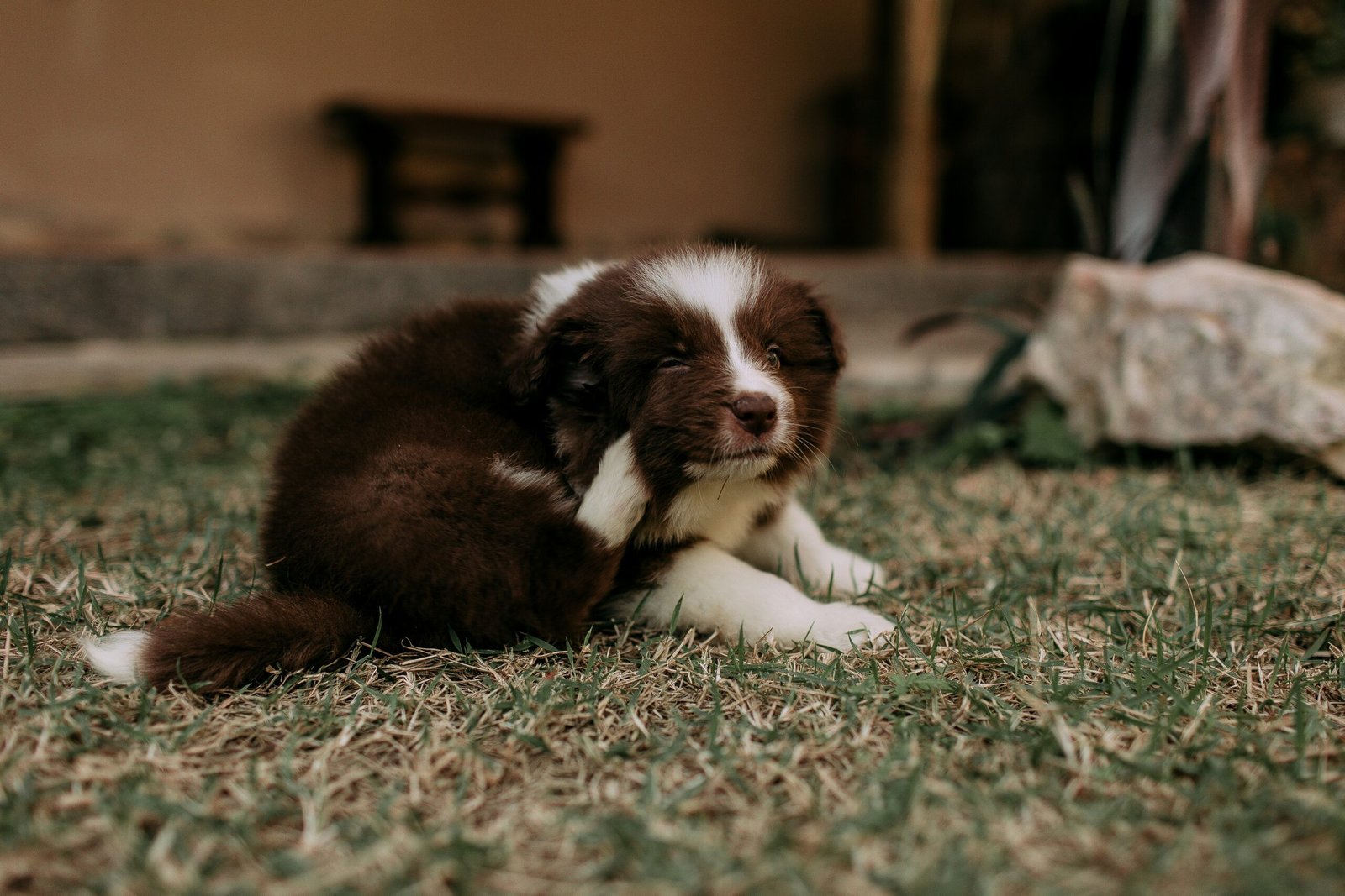 Dog Scratching