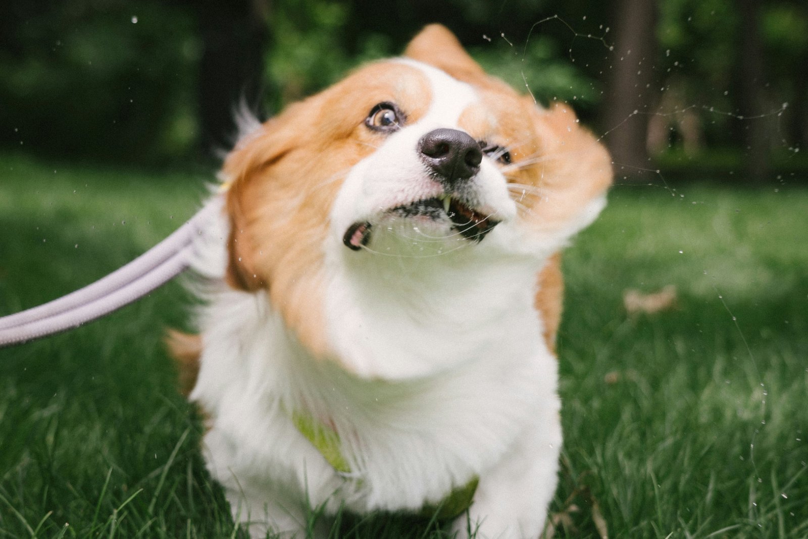 Dog Shaking head