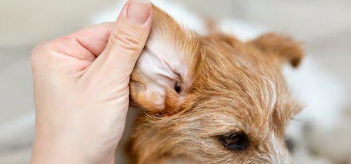 Owner gently checking dog's ear at home