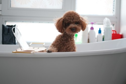 Dog sitting in the bath