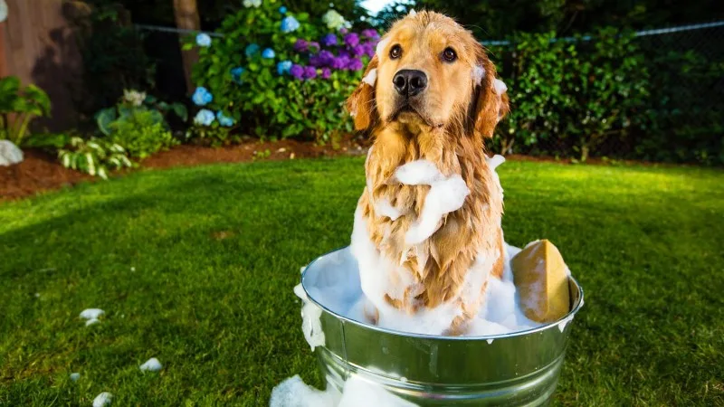 Dog smelly