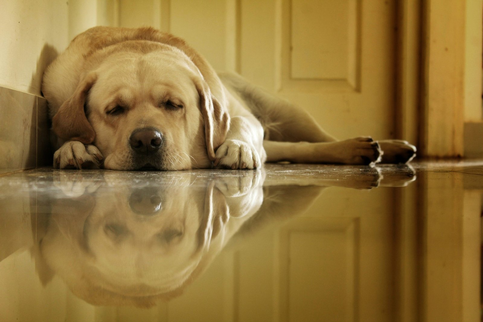 Dog resting on sofa looking tired