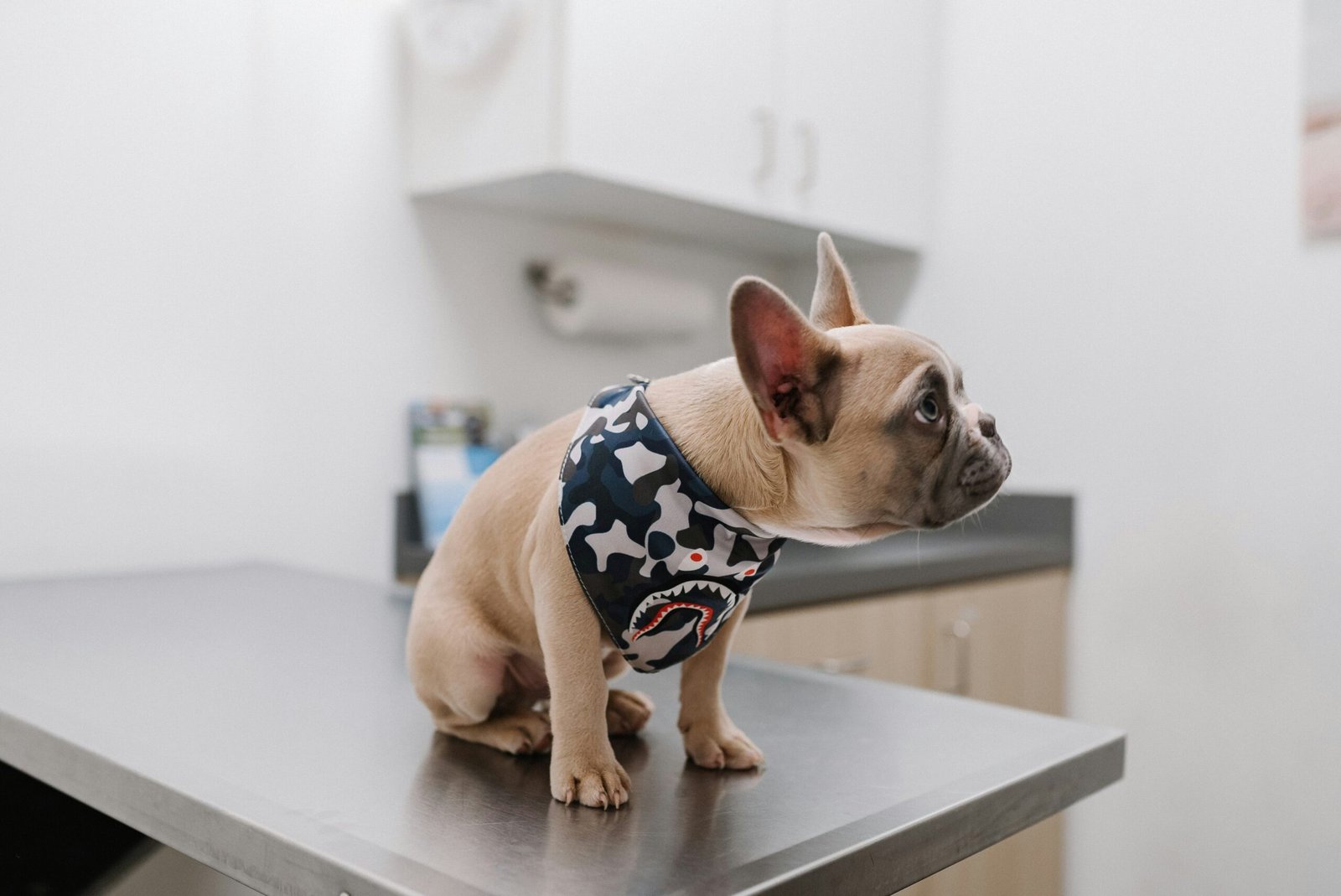 Dog being examined by a vet in a friendly clinic