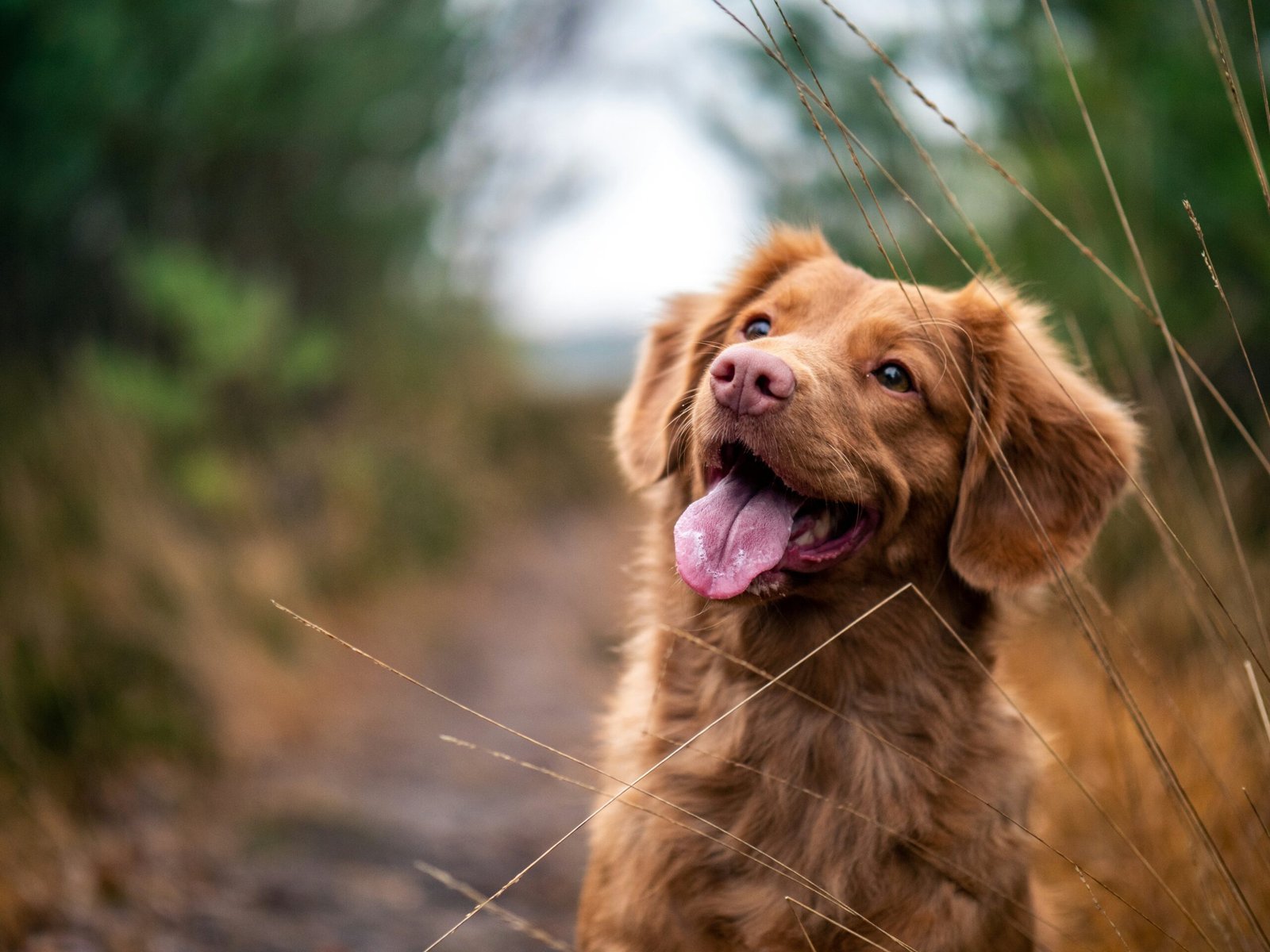 Happy healthy dog portrait outdoors