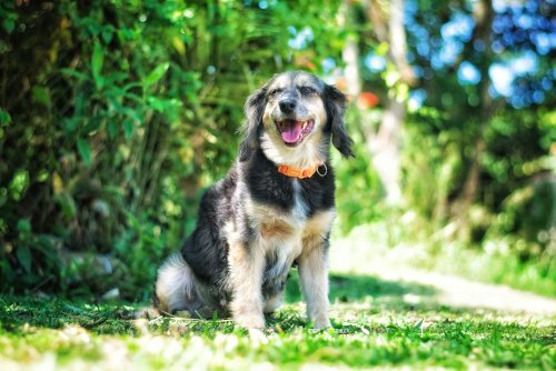 Happy healthy dog outdoors