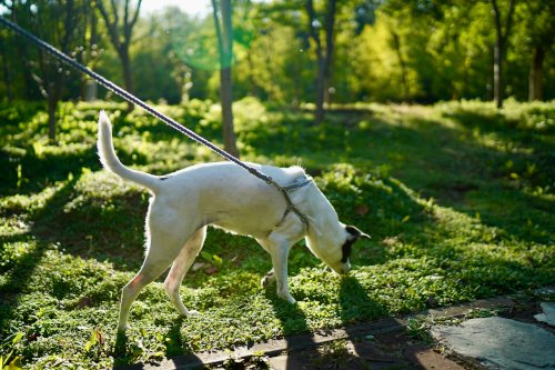 Dog sniffing grass outdoors on a walk