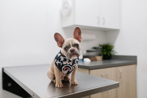 Dog at a vet being examined