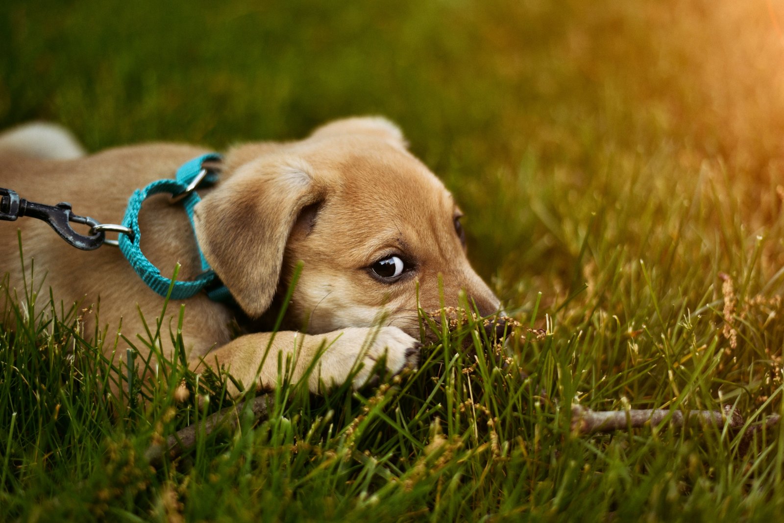 Dog with worms