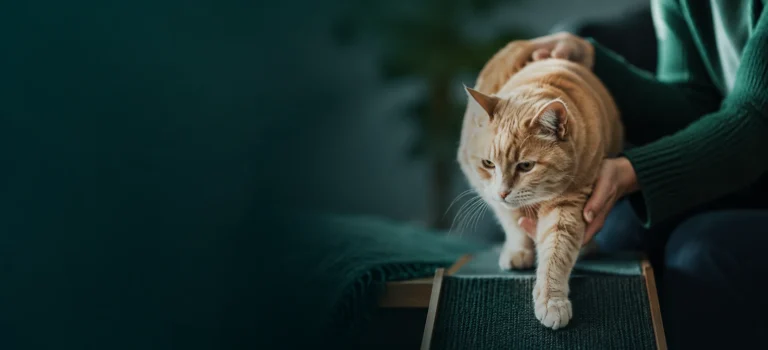 Older cat receiving mobility support