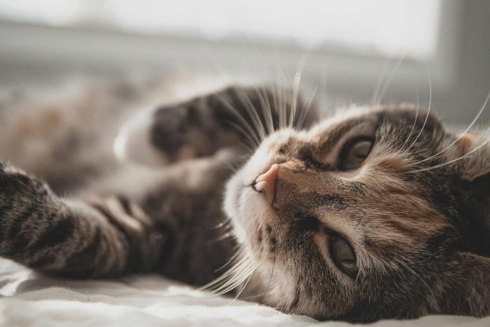 Tabby cat resting - cat medication, thyroid and flea treatments