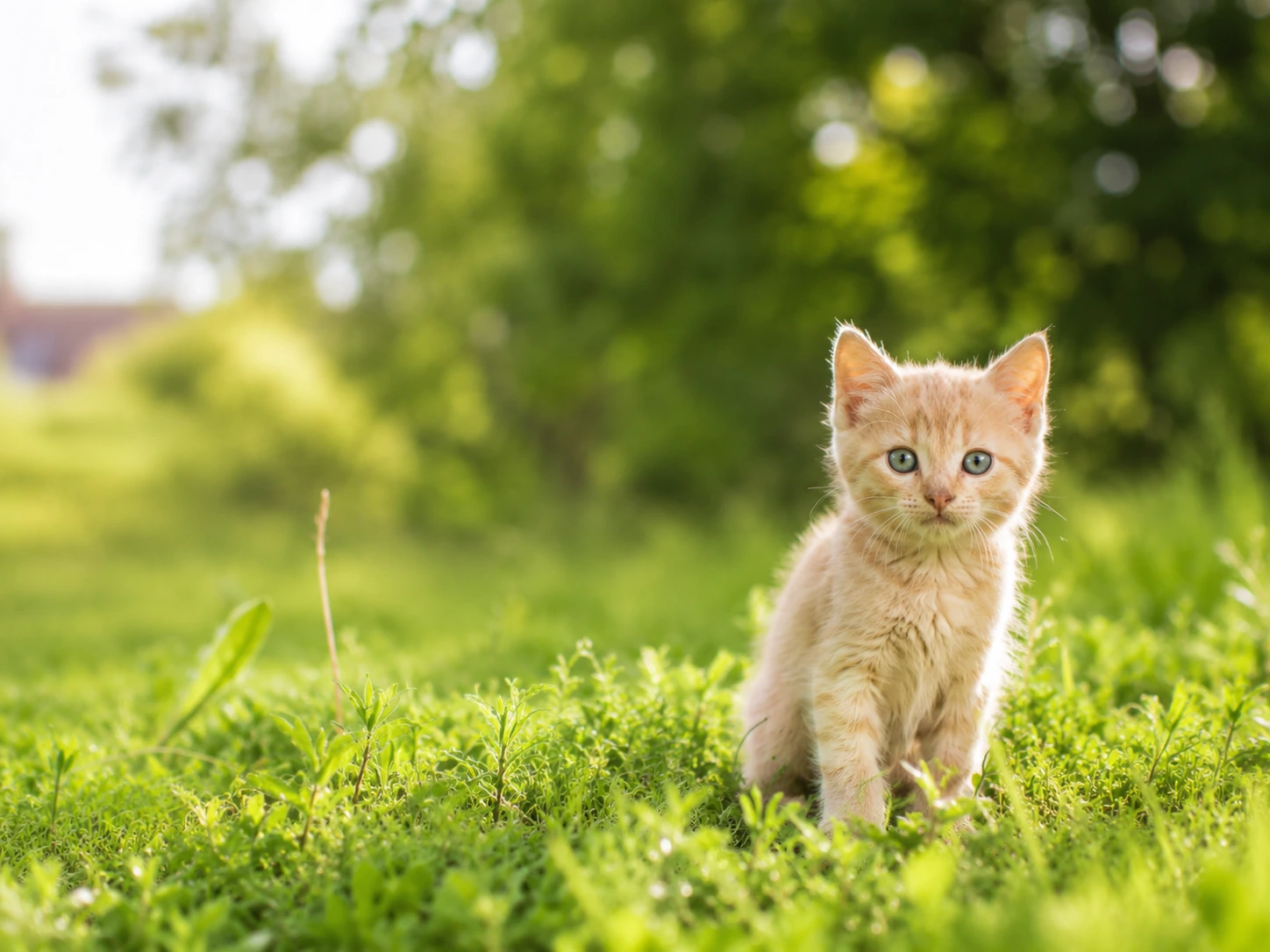 Kitten sitting in the grass outdoors