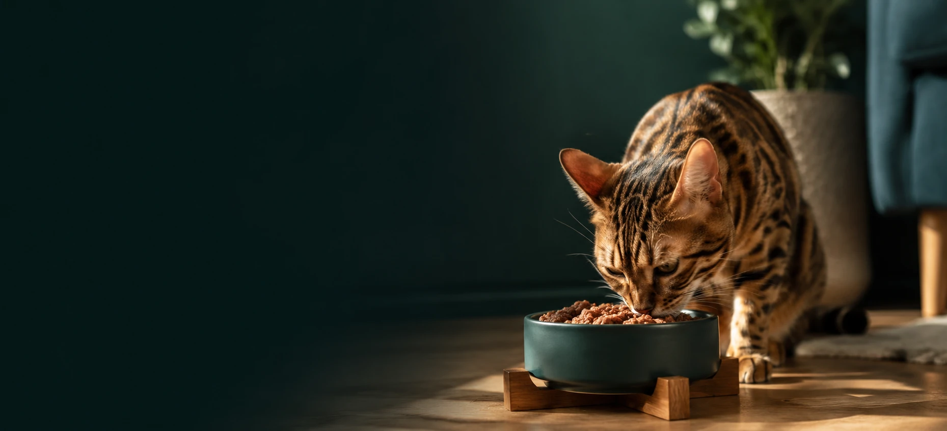 Cat eating from its food bowl