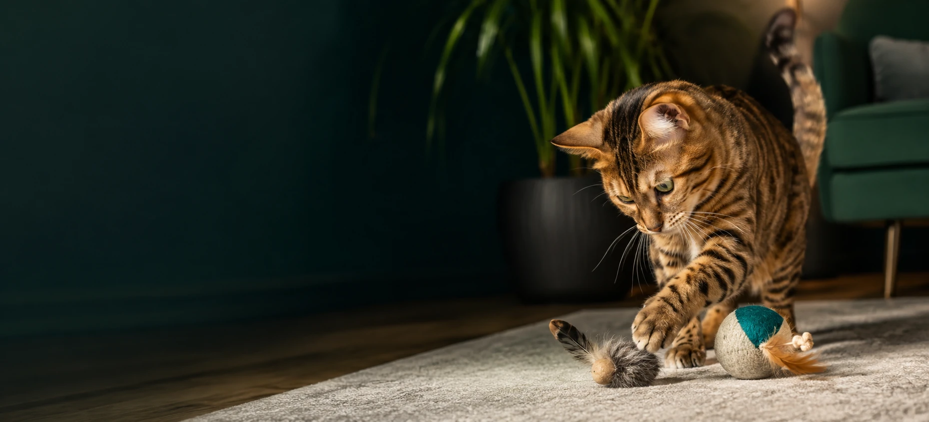 Cat playing with pet toys