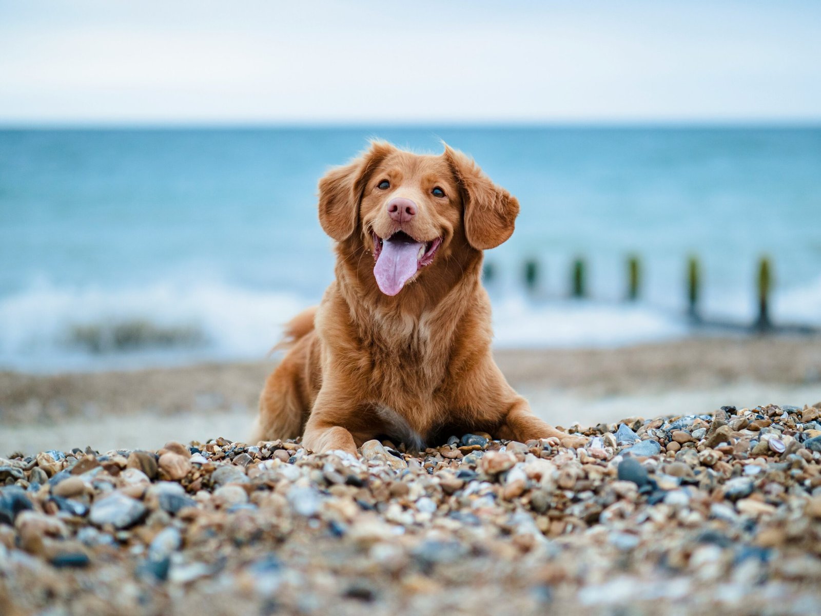 Dog on a beach - dog medication and flea and worming treatments