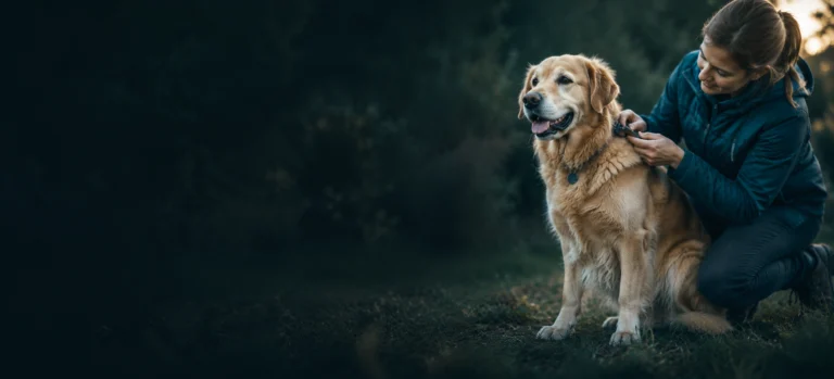 An owner checking a golden retriever's coat outdoors