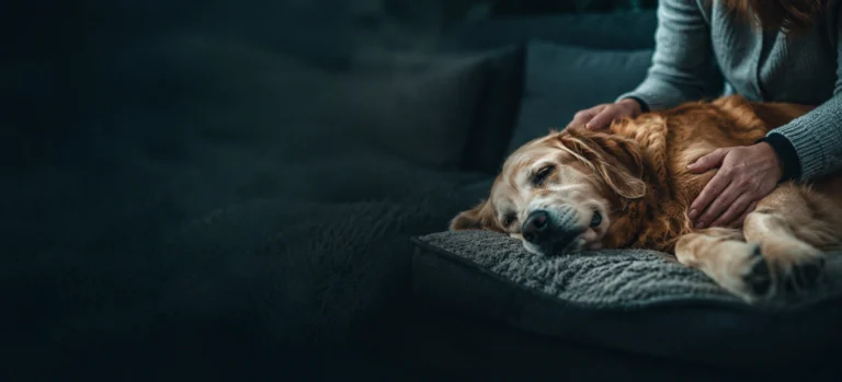 A golden retriever resting comfortably on a bed beside its owner
