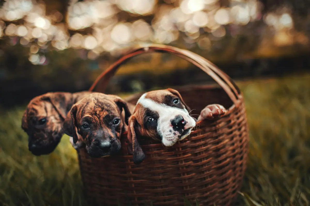 Two dogs waiting for their pet medication delivery from Pet Med Direct