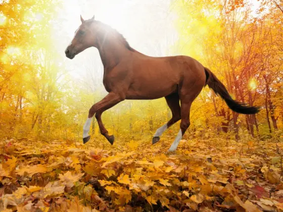 Equine and horse medication