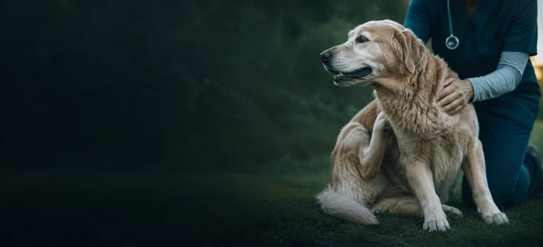 A vet checking a golden retriever's coat and skin