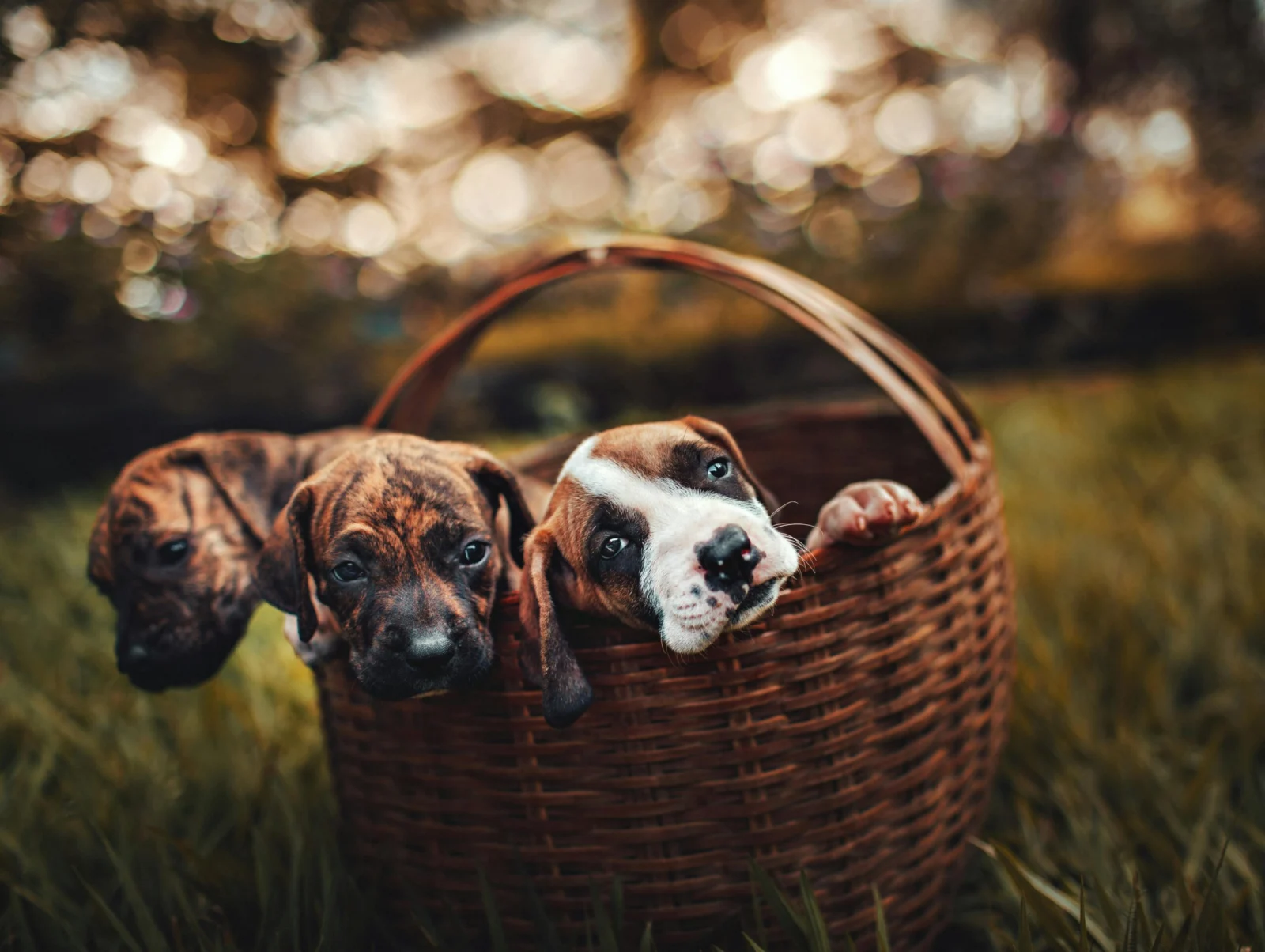 Two dogs resting in a basket at home