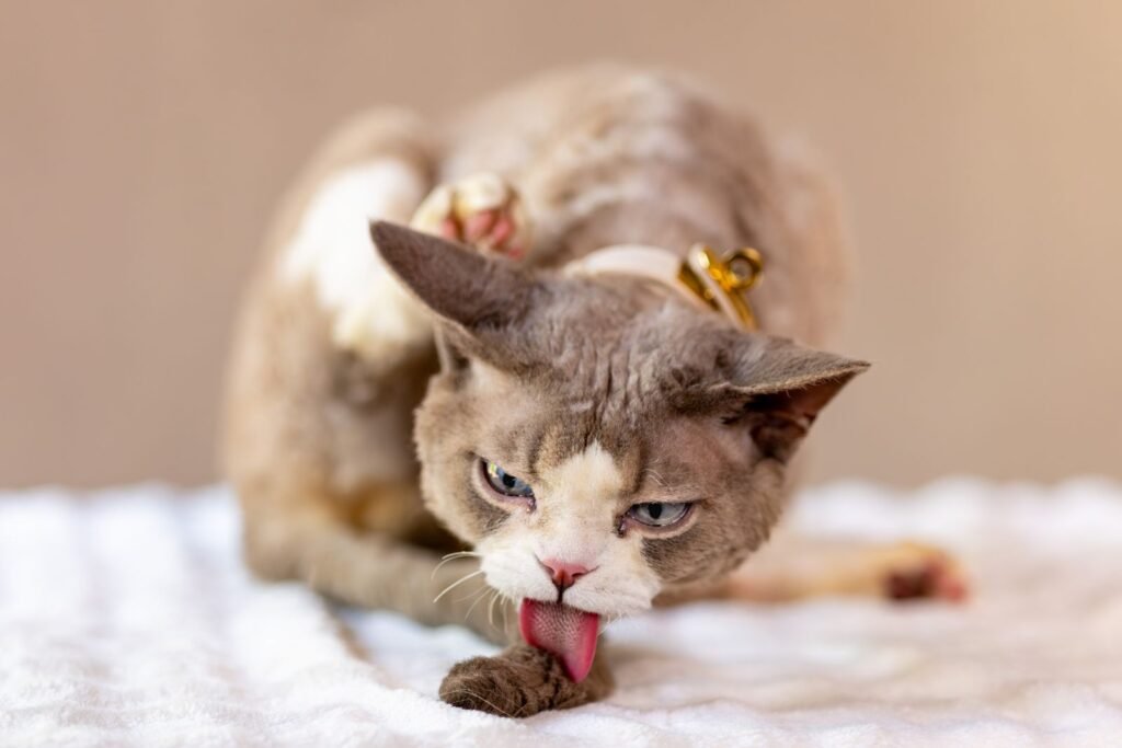 Pale brown cat with large ears and a gold collar licking its front paw on a white blanket - grooming is how hairballs in cats form